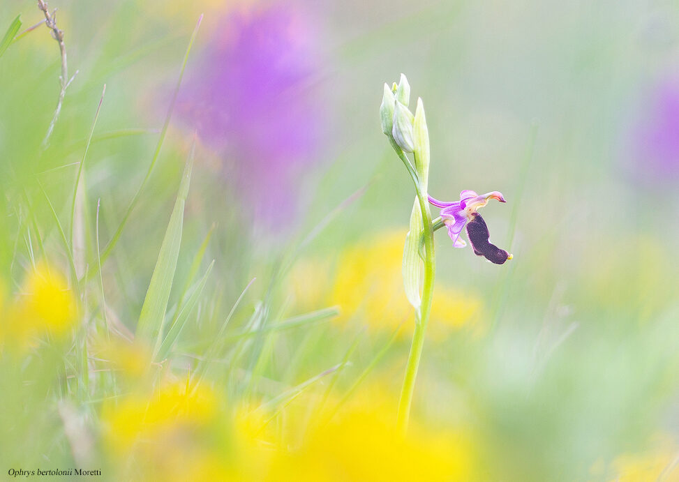 Ophrys bertoloni01