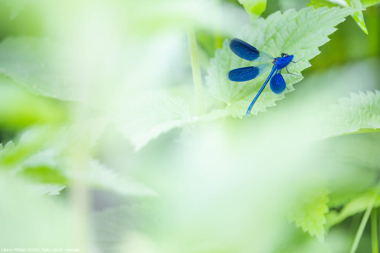 _MG_9630-HDR_1920sf