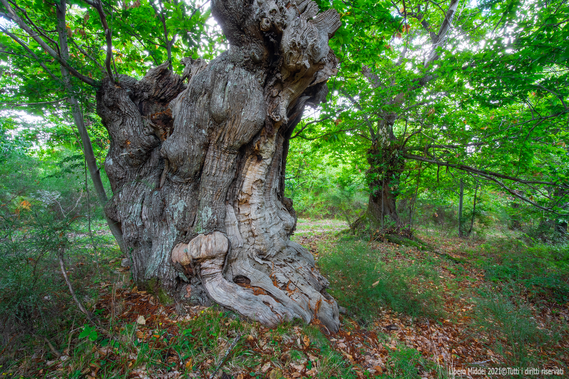 _G9A5945-HDR-1 copia