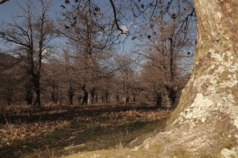 Capranica (44)