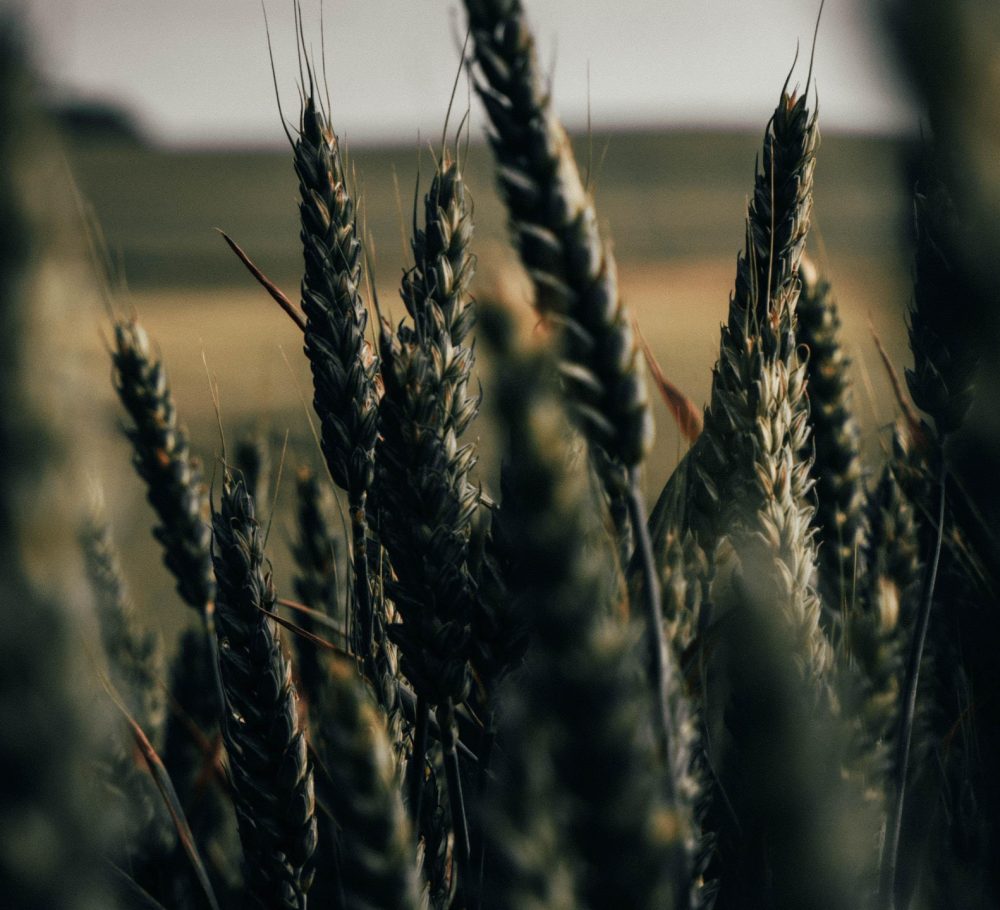 2560x1440_wheat-spikelets-field-plants-cereals